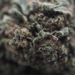 Mango Haze 21,30% CBD