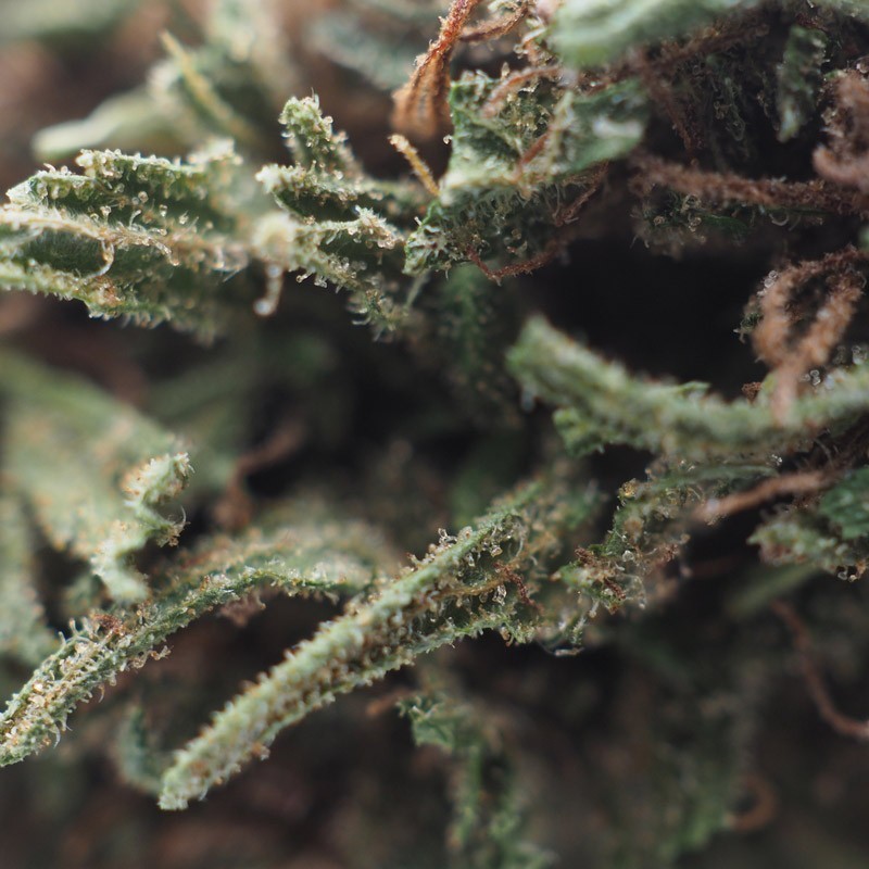 Tropical Haze 8,3% CBD