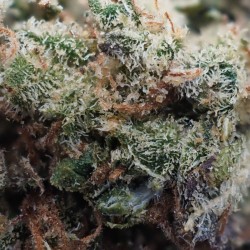 Amnésia Small-Buds 14% CBD - La Terpènerie - petit prix