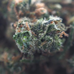 Diamond OG 14% CBD - La Terpènerie - épicerie du CBD