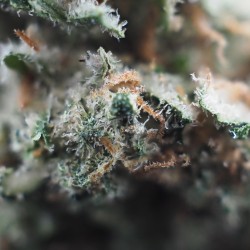 Amnésia 14% CBD - La Terpènerie - épicerie du CBD