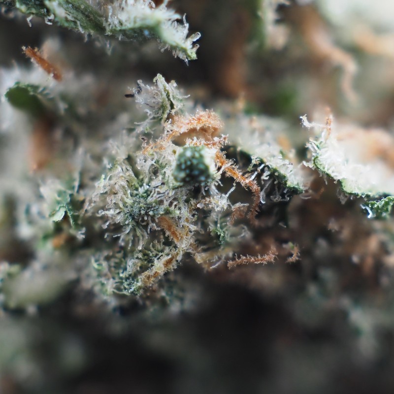 Amnésia 14% CBD - La Terpènerie - épicerie du CBD